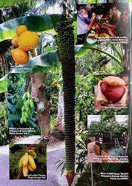 Maybe you would like to learn more about one of these? Photos Australian Rare Fruit Review Magazine 2020