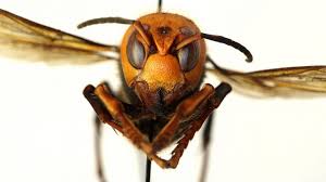 Male carpenter bees do not sting, and females rarely sting unless provoked. Murder Hornets With Sting That Can Kill Land In Us Abc News