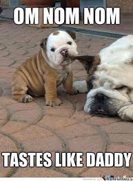 Cute Puppy English Bulldog Meme Funny Animals Funny Dog Memes Cute Funny Animals