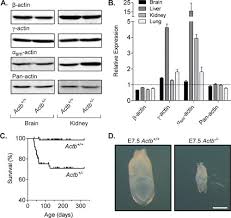 Cells on the path to cell division proceed through a series of precisely timed and carefully regulated stages of growth, dna replication, and division that produces two identical (clone) cells. B Actin Specifically Controls Cell Growth Migration And The G Actin Pool Molecular Biology Of The Cell