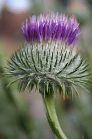 Sandcastle Cottage Scottish Flowers Trees To Plant Scottish Thistle
