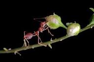 Saksıdaki Karıncalar Nasıl Yok Edilir? | Odka Dekor