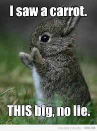 Funny Bunny 25 Best Funny Animal Quotes And Funny Memes Fotos De Animales Bebe Fotos De Animales Tiernos Animales Adorables
