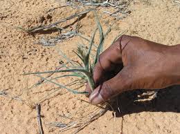 Image result for Schmidtia kalahariensis