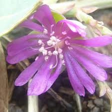 Image result for Corbichonia decumbens