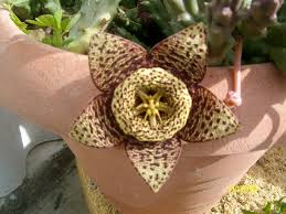 Image result for Euphorbia halipedicola