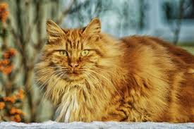 Begin by learning about the various adoption options to determine which ones are most likely. Cat Adoption In Dubai With Kittysnip In Al Quoz