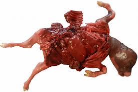 Abortion Workup Case Study - NDSU VDL