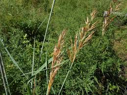 Image result for Sorghastrum