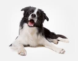 We did not find results for: Veterinarian In Thornhill On Doncaster Animal Clinic