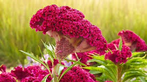 How To Start Celosia From Seed In 2020 Easiest Flowers To Grow Hostas Seed Starting Mix