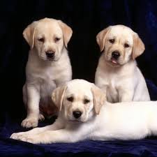 Beaux Chiens Et Chiots Lab Puppies Cute Labrador Puppies Labrador Dog