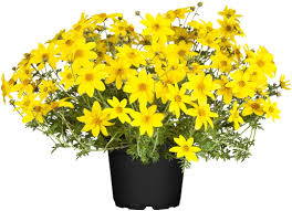 Image result for foto Dvouzubec