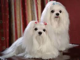 Lovely maltese puppies available for adoption. Maltese Dog Price India