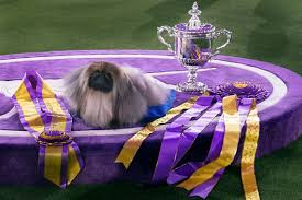 Westminster kennel club dog show schedule for saturday the breed judging and junior showmanship preliminaries will be streaming live on westminsterkennelclub.org from 9 a.m. Wasabi The Pekingese 2021 Westminster Dog Show Best In Show Has Alabama Ties Al Com