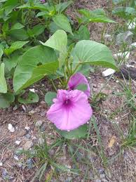 Image result for Ipomoea richardsiae