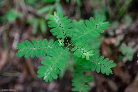 Image result for Phyllanthus pseudoniruri