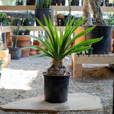 Image result for Boophone