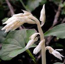 Epipogium Roseum Orchid Orchids Flowers Plants