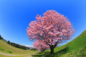 Maybe you would like to learn more about one of these? Decisions In Landscape Photography Front Light Or Backlight