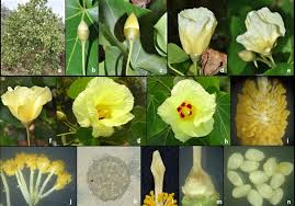 Image result for Thespesia populneoides