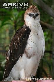 Rubahnya jdi kliatan kecil, kasiann. Flores Hawk Eagle Nisaetus Floris Hawk Eagle Endangered Species Project Pet Birds