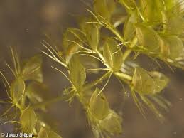 Image result for Aldrovanda vesiculosa