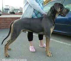 Great dane puppies born on october, i have males and females, will be ready for their new home on december. Black And Tan Great Dane Bing Images Great Dane Dane Dog Great Dane Facts