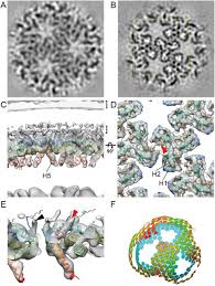 Plant grapevines for delicious grapes you can make into wine, cook into jams and jellies, eat fresh or when dried to enjoy as raisins and currants. Maturation Of The Matrix And Viral Membrane Of Hiv 1 Biorxiv