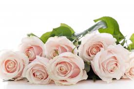 Pin By Zara Khan On Zk Flowers Rose Soft Rose