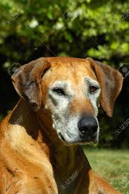 As you can see from these pictures of rhodesian ridgebacks, they're a majestic breed of dog and perfect for hot climates. A Beautiful Grey Old Rhodesian Ridgeback Hound Dog Head Portrait Watching In A Garden In South Africa Stock Photo Picture And Royalty Free Image Image 806971