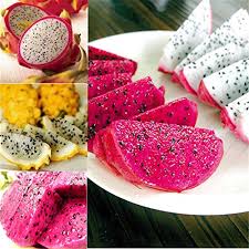 We did not find results for: Lots 200pcs 4 Kind Mixed Rare Pitaya Pitaya Seeds Dragon Fruit Seeds Plants Seed Home Garden Gardening Patio Lawn Garden Cristap Pl
