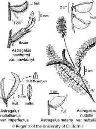 Image result for Astragalus