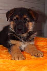 Buster Puppy German Shepherd In Nappanee Indiana For Sale Germanshepherd Germanshepherdpuppies Shepherd Puppies Cute German Shepherd Puppies Puppies
