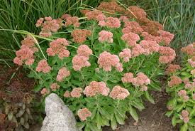 Rock gardens, borders, edging, under shady trees and steep banks will come alive with carefree color of the creeping red sedum. Home Garden Cactus Succulent Plants 15 4 To 6 Cuttings Dragon S Blood Stonecrop Sedum Spurium Dailystyles De