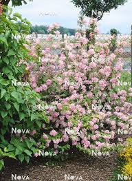 Image result for Deutzia x hybrida ′Mont Rose