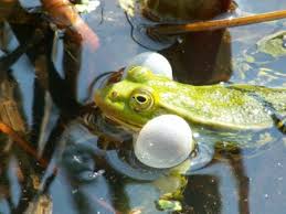 Froscharten Alle Heimische Frosche Im Uberblick
