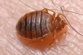 A new section called bed bug pest control cost by frequency has been added. Best Pest Control Services Company In Mumbai Thane Pune Goa Borivali