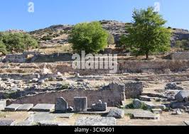 Image result for Vepris macedoi