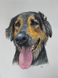 We all love our pets to bits, even if they're little troublemakers who meow endlessly in the morning or leave little doggie surprises on the carpet. Pet Portraits Nz Facebook