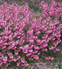 Image result for Erica wildii