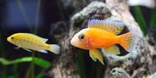 Akhirnya, ikan dan burung menjadi sahabat dan saling membantu. Ini Alasan Mengapa Burung Bisa Terbang Menurut Penelitian Merdeka Com