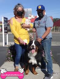 Maybe you would like to learn more about one of these? Low Cost Dog And Cat Shots In Northern California Milo The Bernese Mountain Dog Low Cost Dog And Cat Shots In Northern California