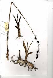 Image result for Eulophia acutilabra