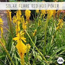 Yesterday the blank sun unleashed a solar flare without the usual aid of a sunspot. Full Sun Perennials 2 Weston Gardens