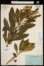 Image result for Solanum schumannianum
