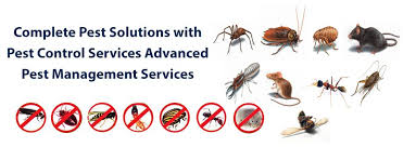 The whole team is skilled in preventing, identifying, and treating household pests using the lowest levels of toxins. Organic Pest Control Services