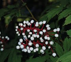 Image result for Walleria mackenziei