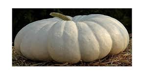 They grow up to 12kg's. Yard Garden Outdoor Living Home Garden Pumpkin Seed White Flat Boer Ford Pumpkin Seeds Fresh Seed Free Shipping