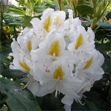 Rhododendron Madame Masson Agm Glowing Flowers Plants Rhododendron